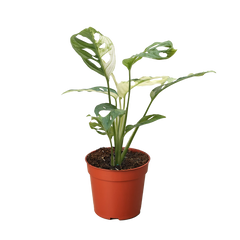 Monstera Adansonii 'Swiss Cheese Variegated'