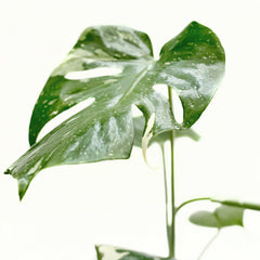 Monstera 'Thai Constellation' - photo 4