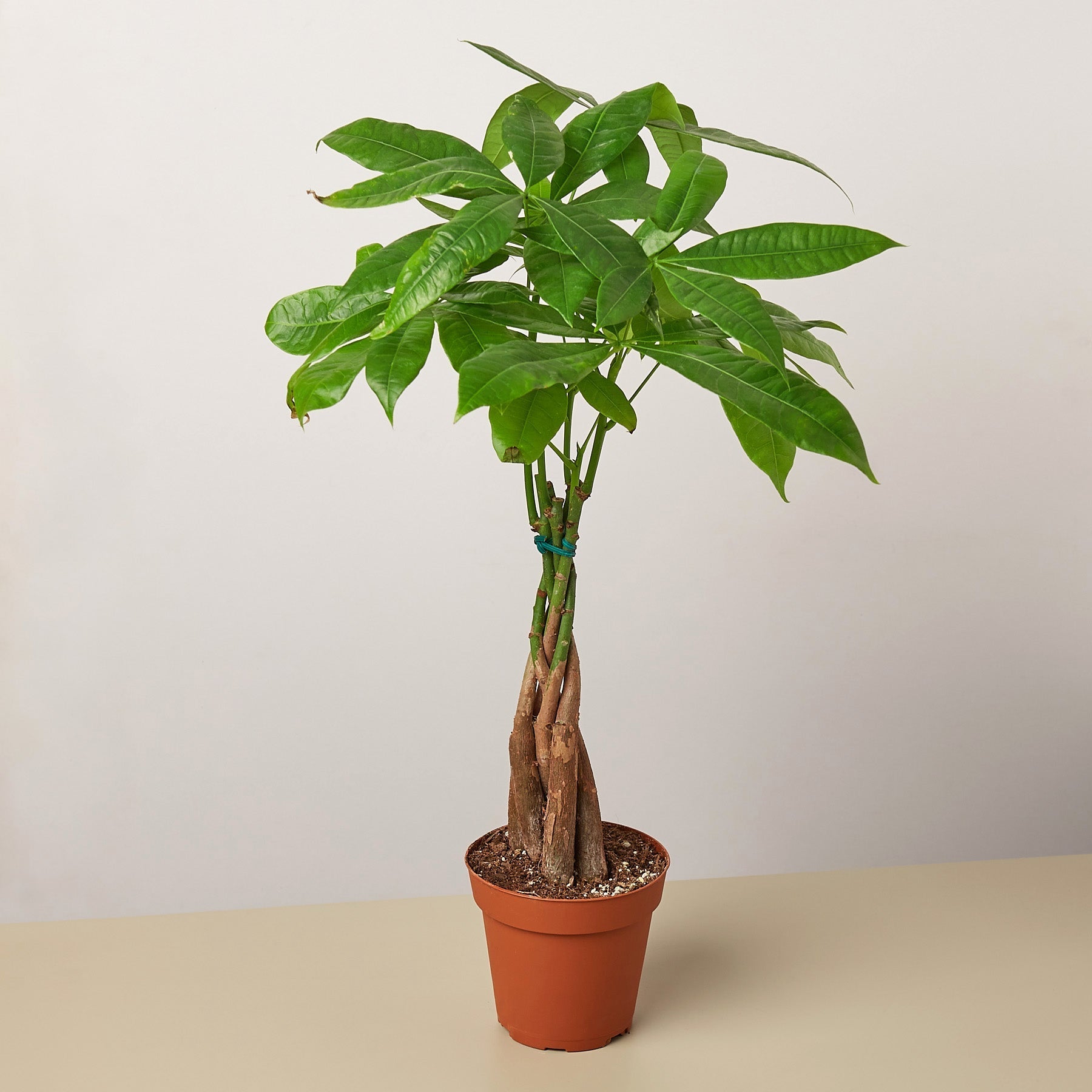Money Tree 'Guiana Chestnut' Pachira Braid live houseplant