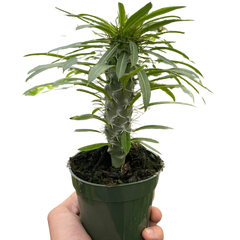 Pachypodium 'lamerei' (Madagascar Palm) live houseplant