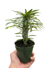 Pachypodium 'lamerei' (Madagascar Palm) - photo 3