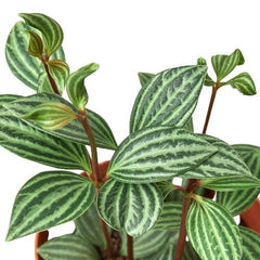 Peperomia 'Parallel' - photo 2
