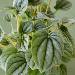 Peperomia 'Frost' - photo 4