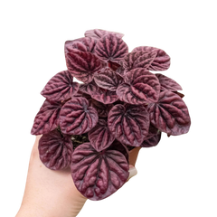Peperomia 'Ripple Red' live houseplant