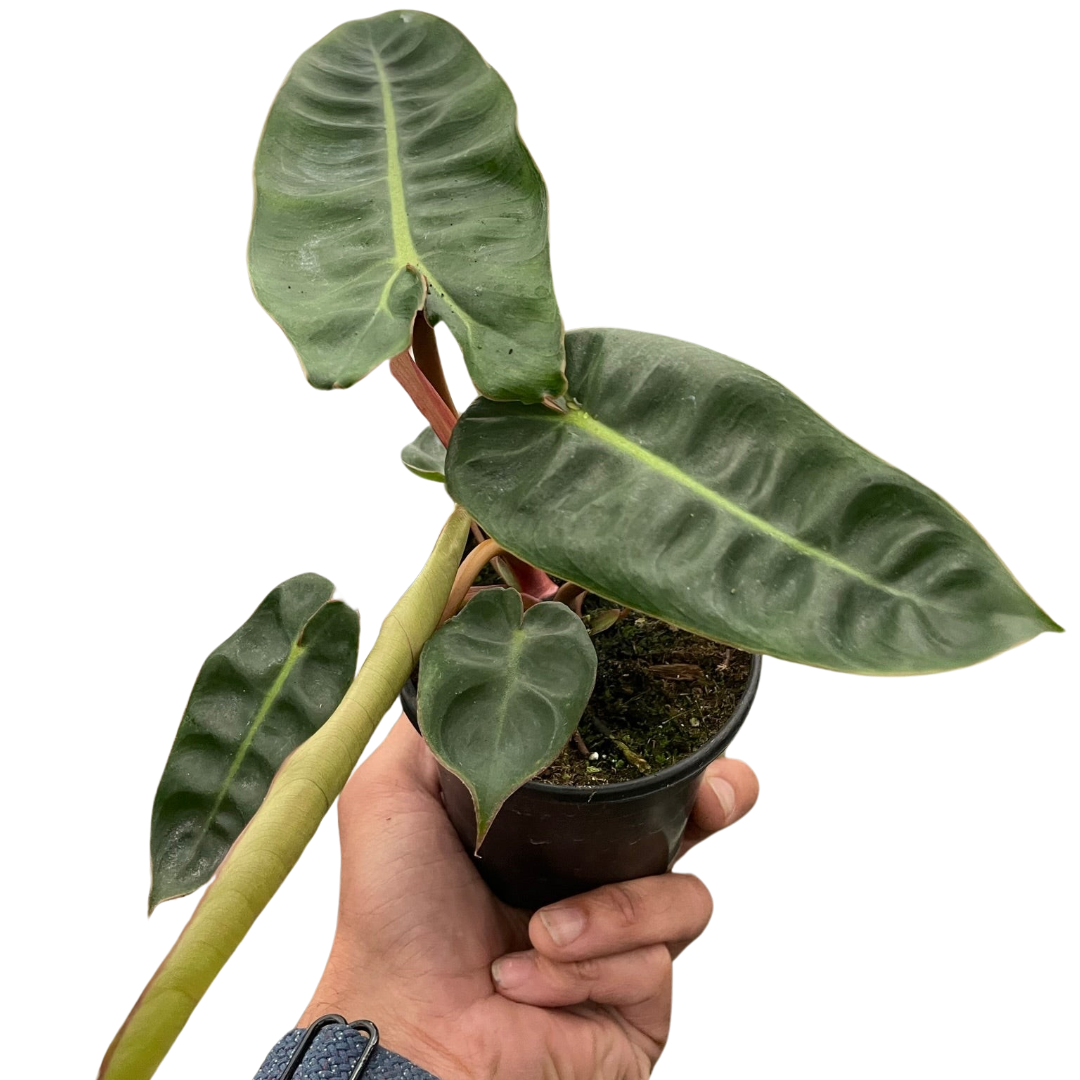 Philodendron 'Billietiae' live houseplant