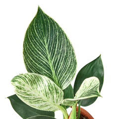 Philodendron 'Birkin' - photo 2