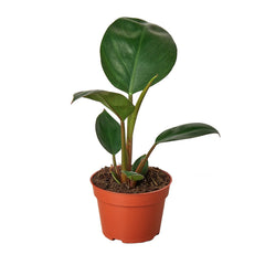Philodendron 'Congo Rojo' - photo 2
