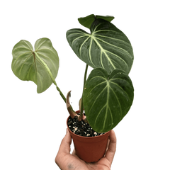 Philodendron Gloriosum live houseplant