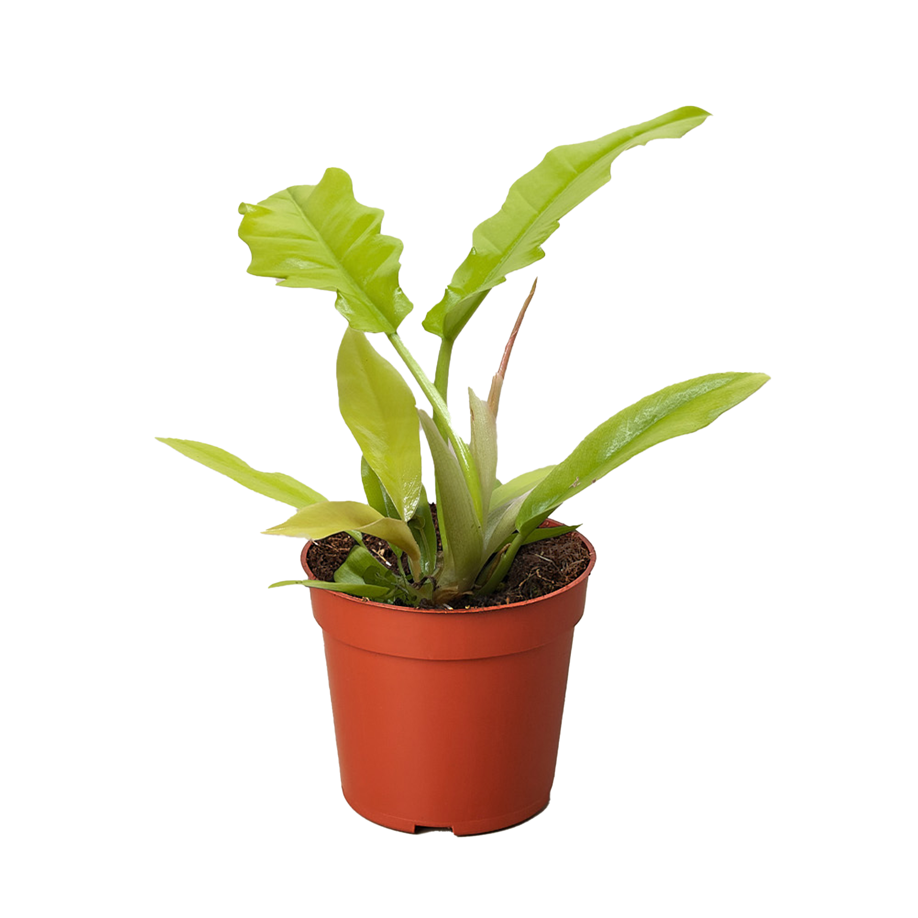 Philodendron 'Golden Crocodile' live houseplant