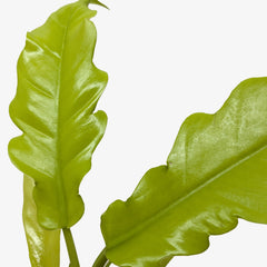 Philodendron 'Golden Crocodile' - photo 2