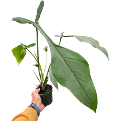 Philodendron 'Joepii' live houseplant