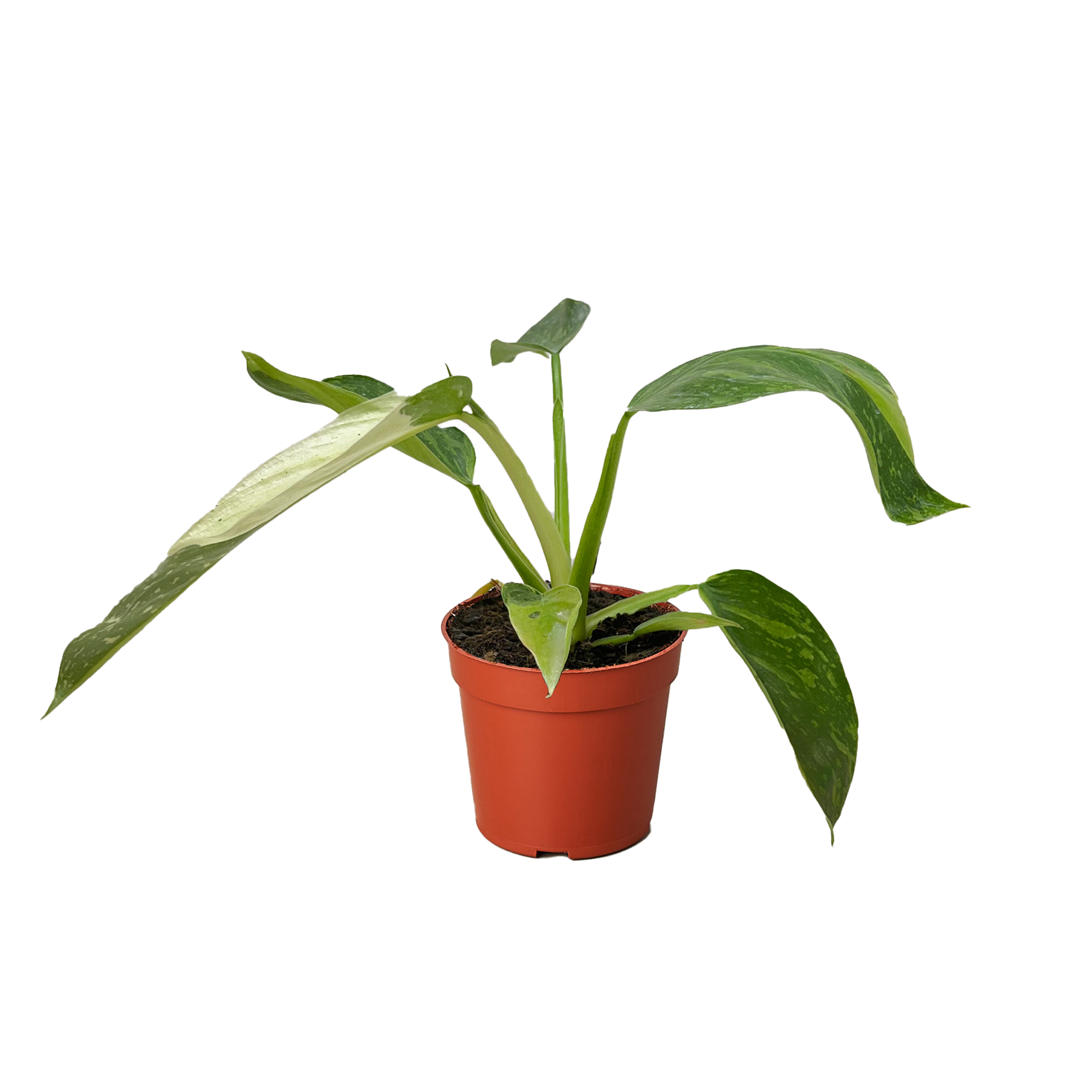 Philodendron Jose Bueno live houseplant