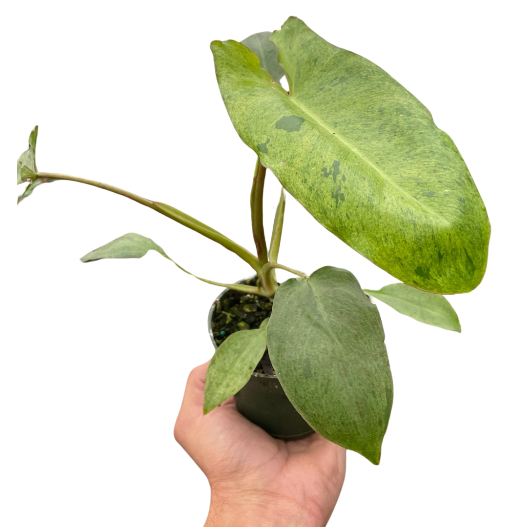 Philodendron 'Paraiso Verde' live houseplant