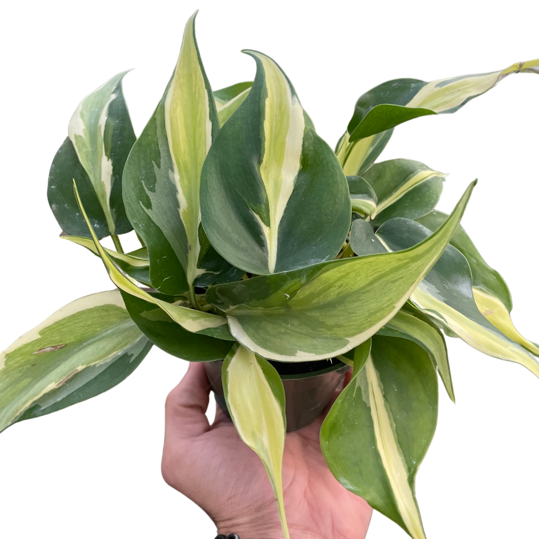 Philodendron 'Silver Stripe' live houseplant