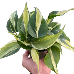 Philodendron 'Silver Stripe' live houseplant