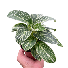 Philodendron White Measure live houseplant