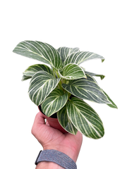 Philodendron White Measure - photo 2