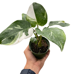 Philodendron 'White Princess' live houseplant