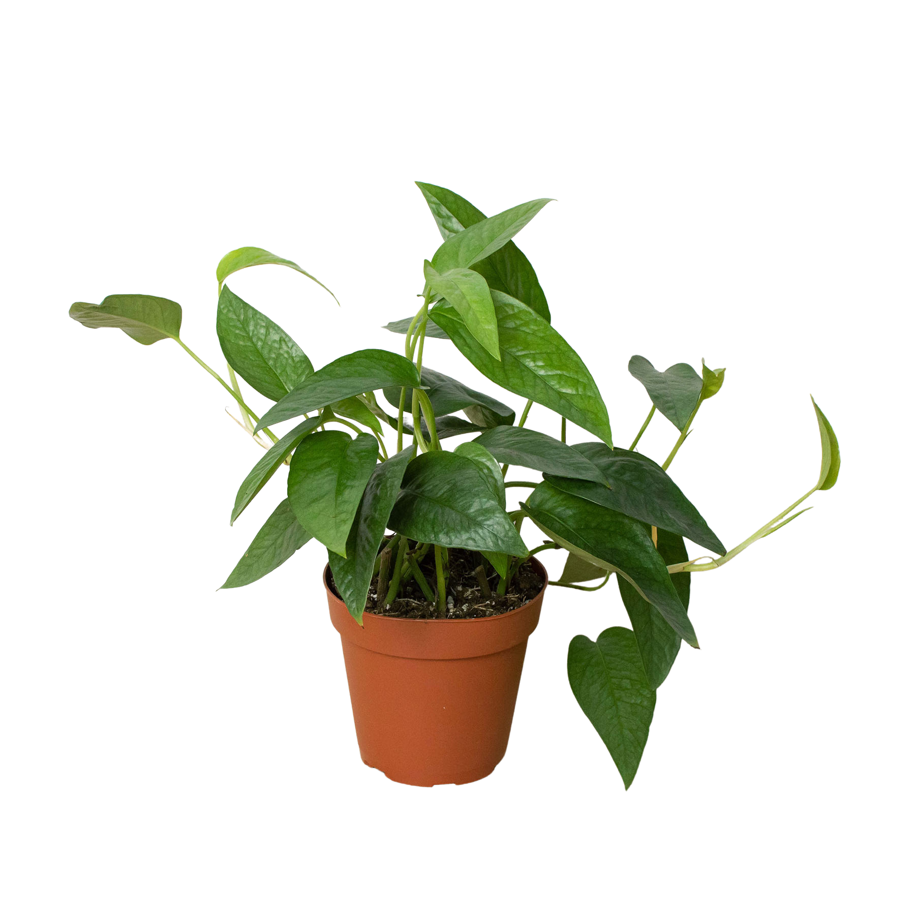 Pothos 'Cebu Blue' live houseplant