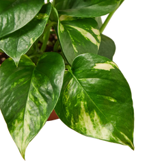 Pothos 'Golden' - photo 2