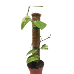 Pothos Jade Satin Albo