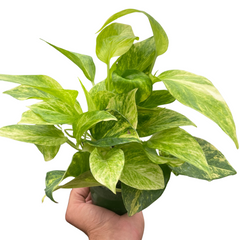 Pothos 'Neon Queen' live houseplant