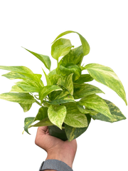 Pothos 'Neon Queen' - photo 3