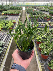 Pothos 'Shangri La' - photo 3