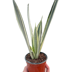 Snake 'Bantel's Sensation' live houseplant