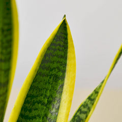 Snake Plant Laurentii - photo 2