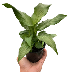 Spathiphyllum 'Platinum Mist' live houseplant