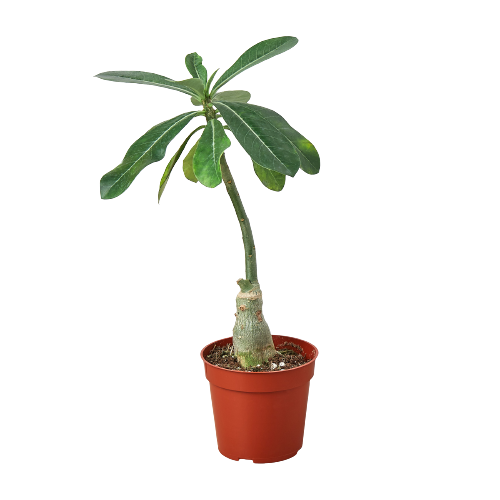 Succulent Adenium Obesum 'Desert Rose' live houseplant