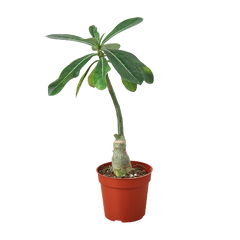 Succulent Adenium Obesum 'Desert Rose' live houseplant