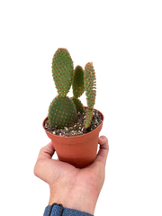 Opuntia 'Microdasys' (Bunny Ear Cactus) - photo 3