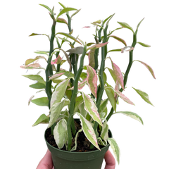 Variegated Devil's Backbone Euphorbia live houseplant