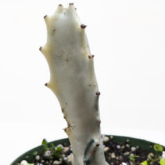 Succulent Euphorbia 'Dragon Bone' live houseplant