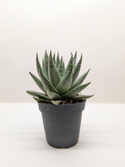 Succulent Haworthia Savanna - photo 3