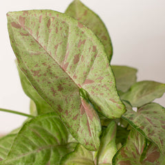 Syngonium 'Confetti' - photo 2