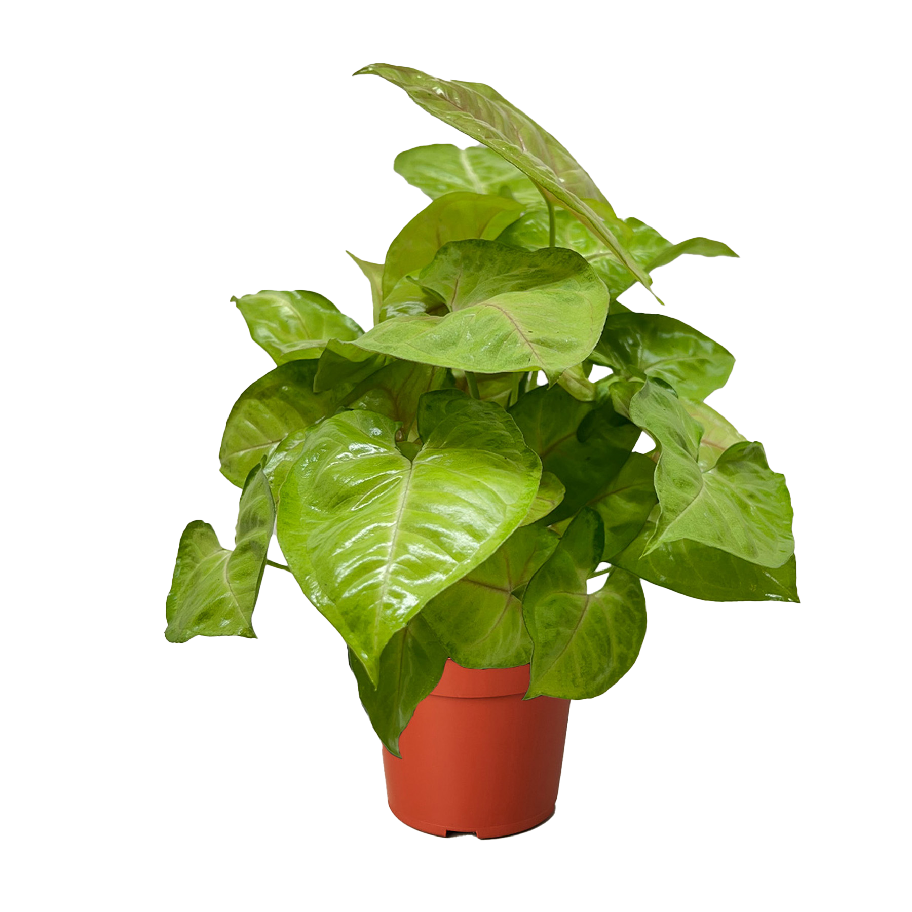 Syngonium Cream Allusion live houseplant