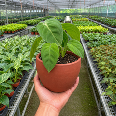 Syngonium 'Ice Frost' - photo 3