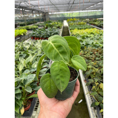 Syngonium 'Ice Frost' live houseplant