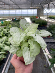 Syngonium 'Moonshine' - photo 2