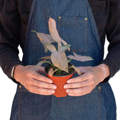 Syngonium 'Pink Splash' - photo 4