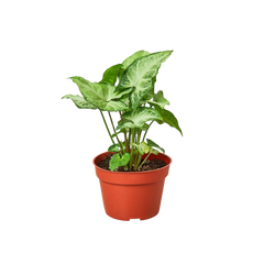 Syngonium White Butterfly - photo 3
