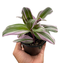Tradescantia 'Nanouk' - photo 3