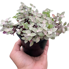 Tradescantia Callisia 'Pink Panther' - photo 3