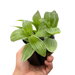 Tradescantia 'Sanna' live houseplant