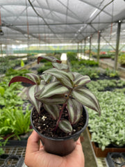 Tradescantia Zebrina 'Wandering Dude' - photo 2