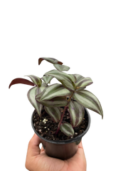 Tradescantia Zebrina 'Wandering Dude' - photo 3
