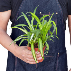 Spider Plant Hawaiian - photo 3